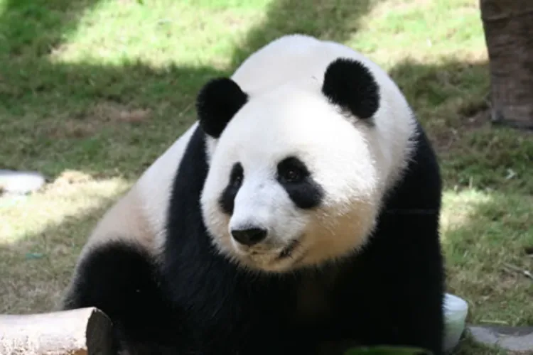 Giant Panda