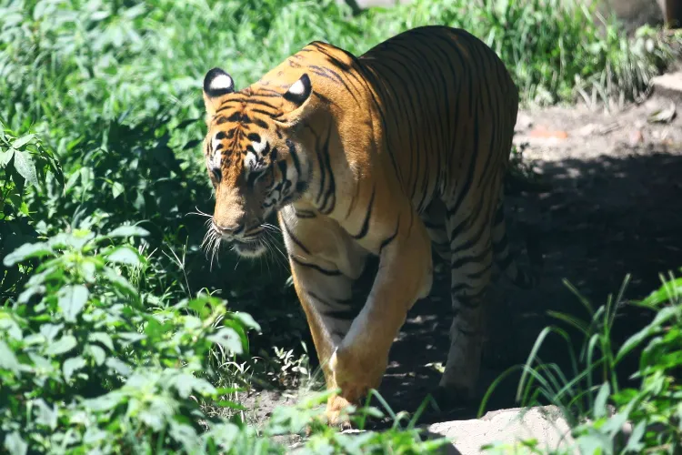 A Royal Bengal tiger in Central Zoo in Jawalakhel, Kathmandu