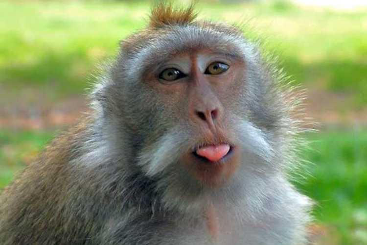 No one wants to keep the Indian monkey in Pakistan zoo