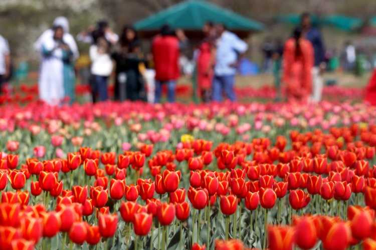 Srinagar's Tulip Garden closes after all-time high footfall