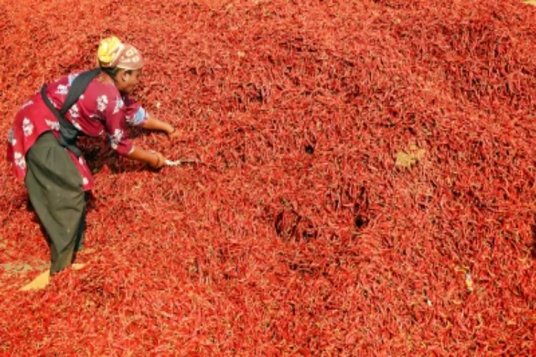 Chilly farmers in Ramanathapuram have urged the Tamil Nadu government to promote fertilizer-free, organic chilly cultivation 