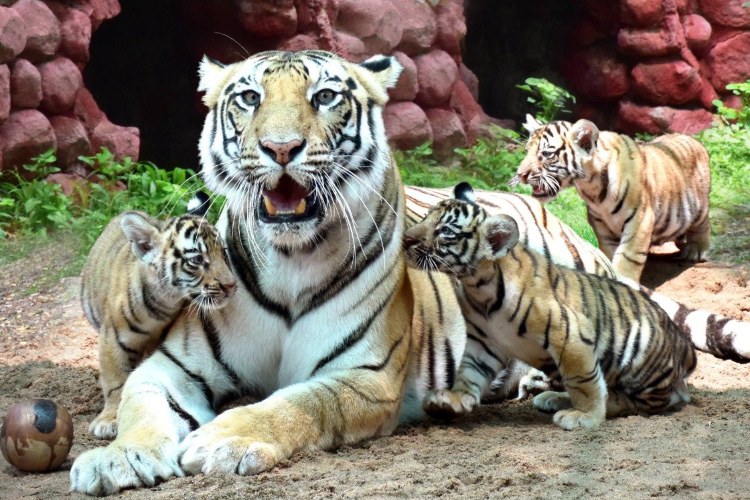 India Has 75 Pc Of Worlds Wild Tiger Population Environment Ministry