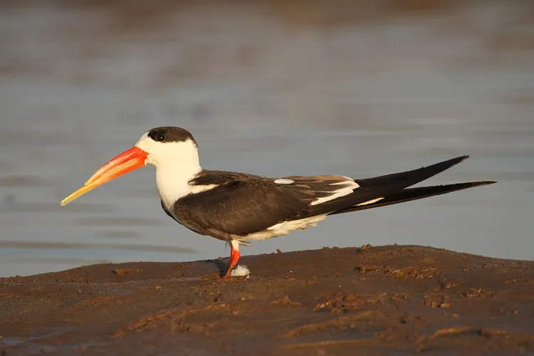 An endangered species of birds, the Indian Skimmer,