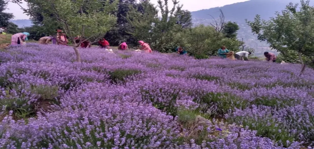 Lavender farming