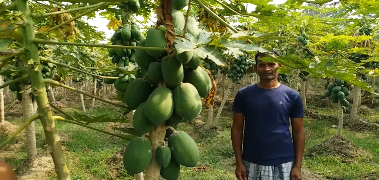 A farmer in his Papaya field