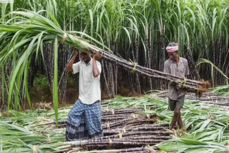 Sugarcane farmers