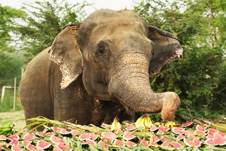Raju is the symbol of love and resilience