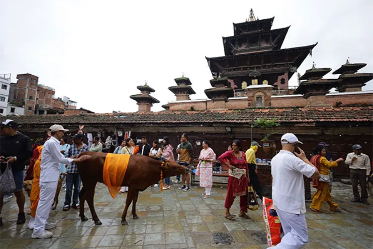 Gaijatra is a vibrant festivity in Nepal