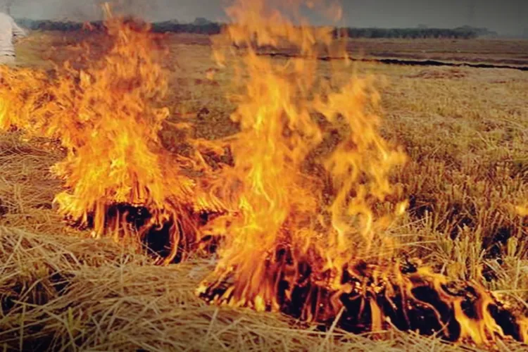 Stubble burning