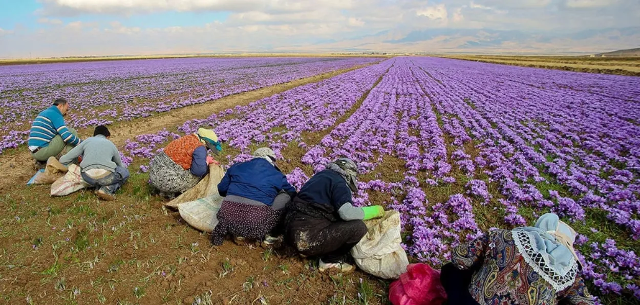 Farmers plucking saffron flowers at Pampore