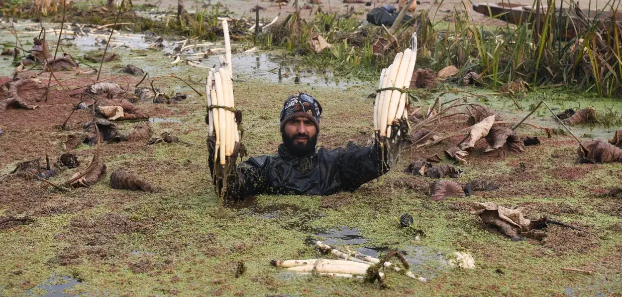 Irshad Khan showing lotus stems he has extracted from the Anchar Lake (Pics: Basit zargar)