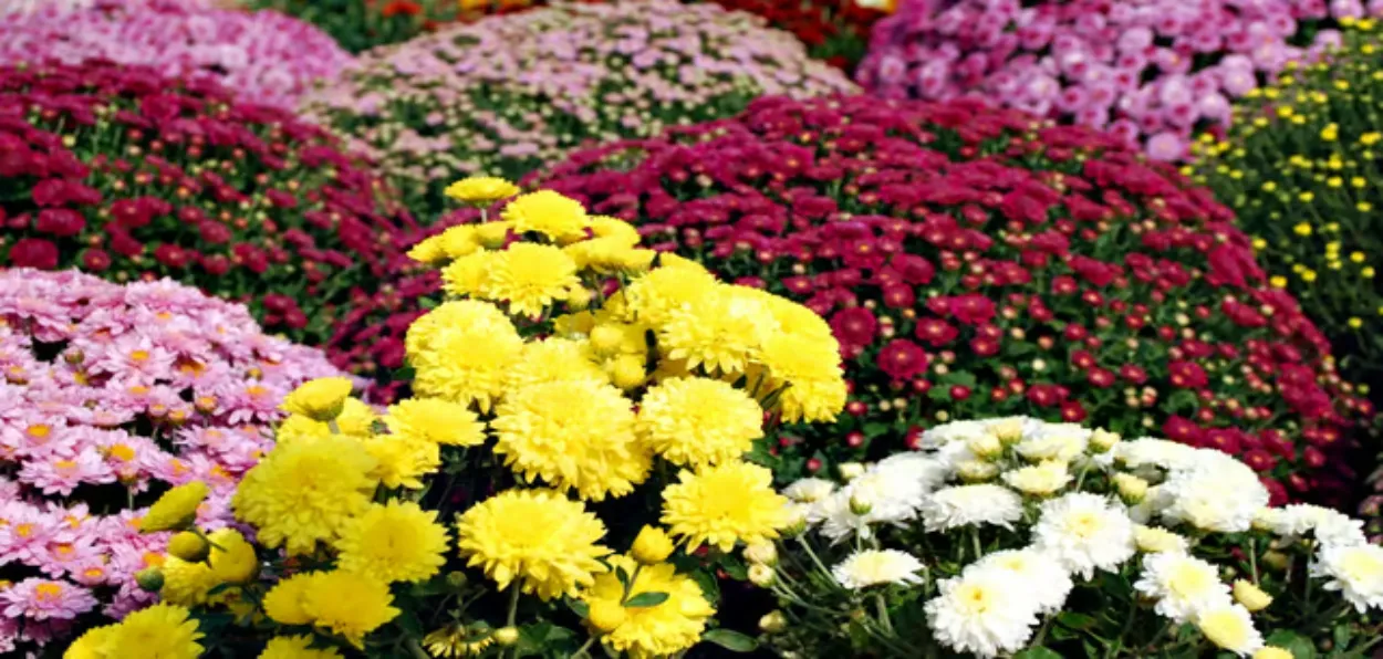 Chrysanthemum Garden (representational Image)