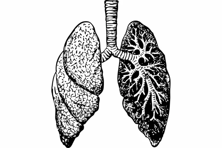 Drawing of human Lungs