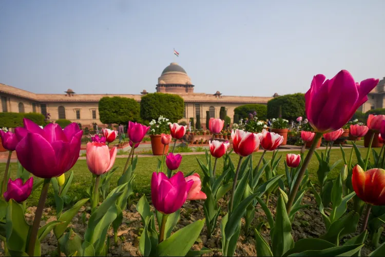 Blooming Tulips in  Amrit Udyan in Rashtrapati Bhavan