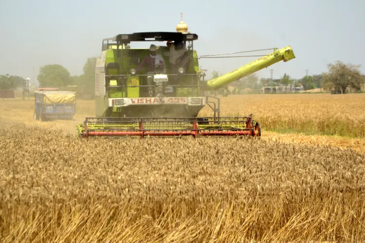 Farmers use a combine harvester to harvest wheat crop, in Amritsar, Saturday, April 20, 2024.