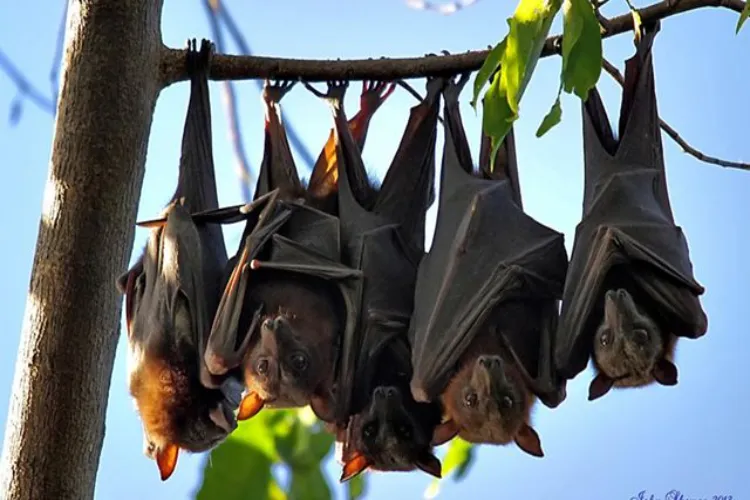 Why bats do not get infected by Covid, Ebola virus?