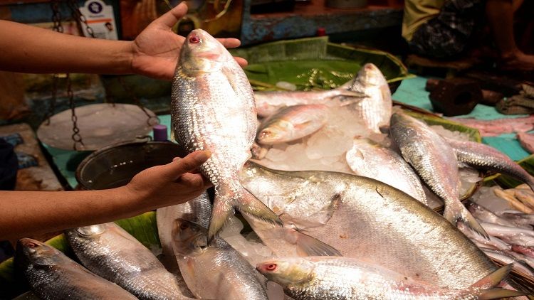 Hilsa fish